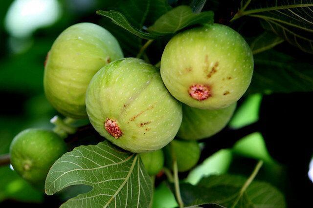 8月5日威远无花果开采 内江威远打造无花果旅