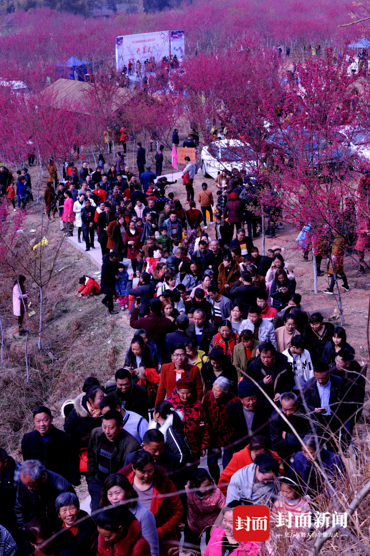 樱花开了!中江辑庆一座山都被染红了