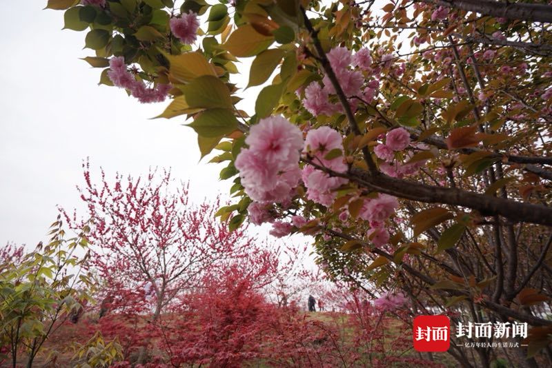 金堂浪漫樱花季来啦!市民可乘直升机观千亩花海