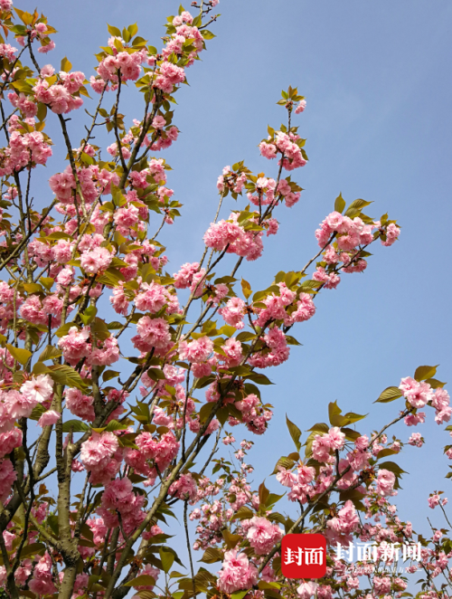 小园新种红樱树,闲绕花行便当游.
