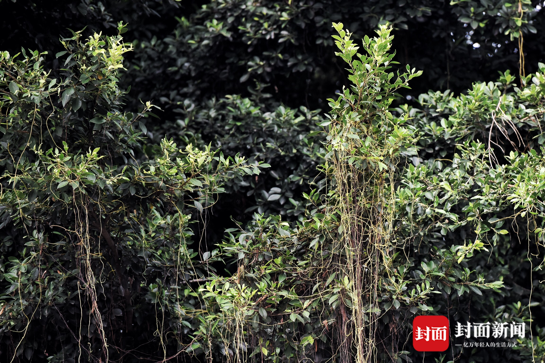 你造吗现实版蓝银草原来是植物杀手