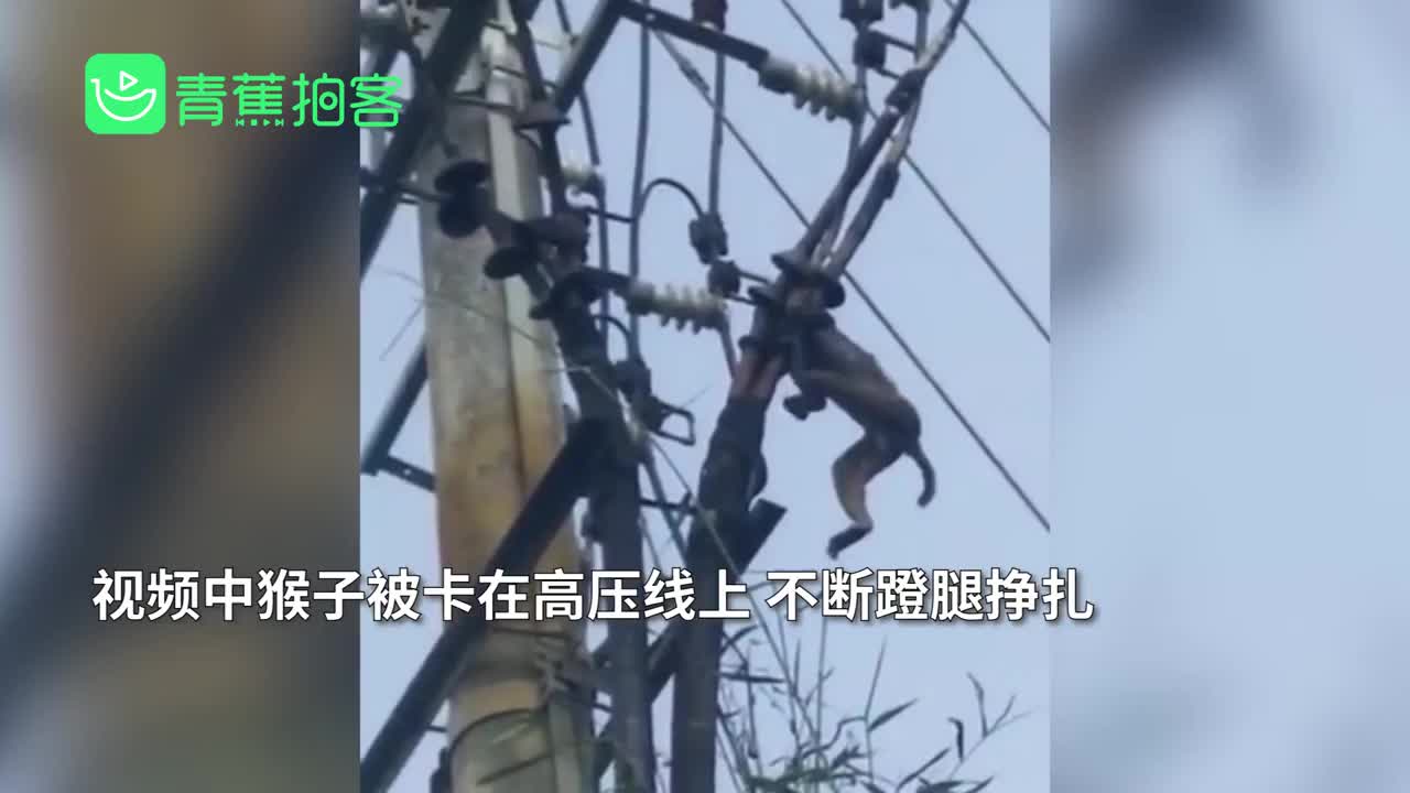 猴子爬电杆被卡高压线蹬腿挣扎受伤严重画面异常揪心