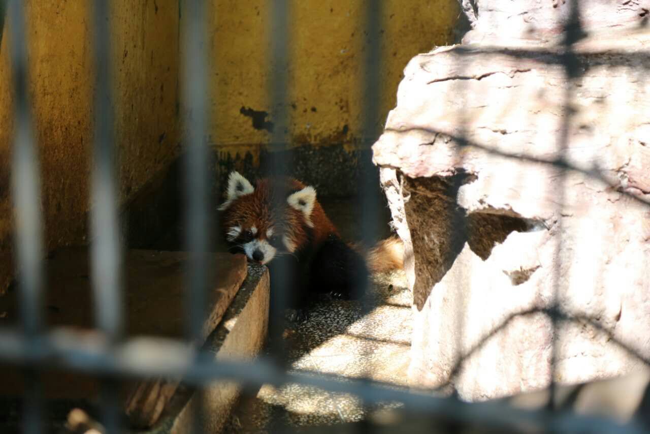 三伏天动物咋消暑?羊驼吹风扇东北虎吃生鸡蛋