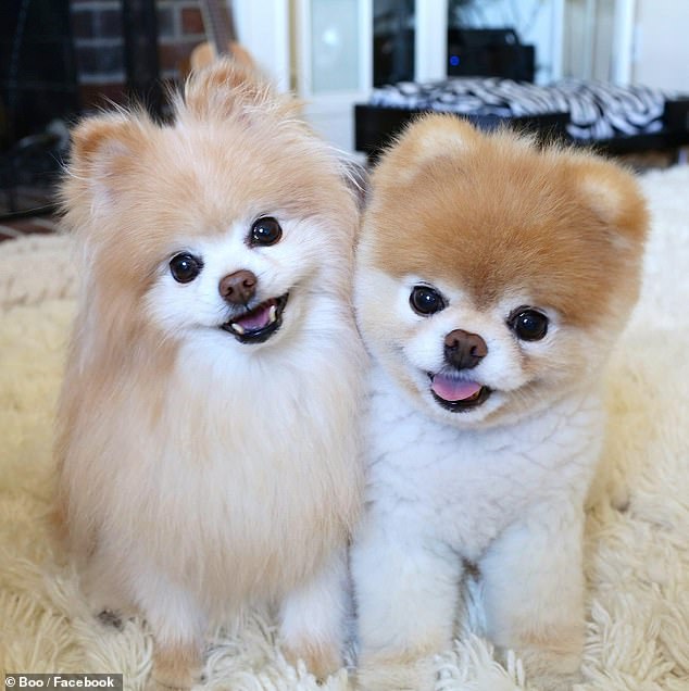 拥有1600万粉丝的网红萌犬boo去世 被称为世界上最可爱的狗