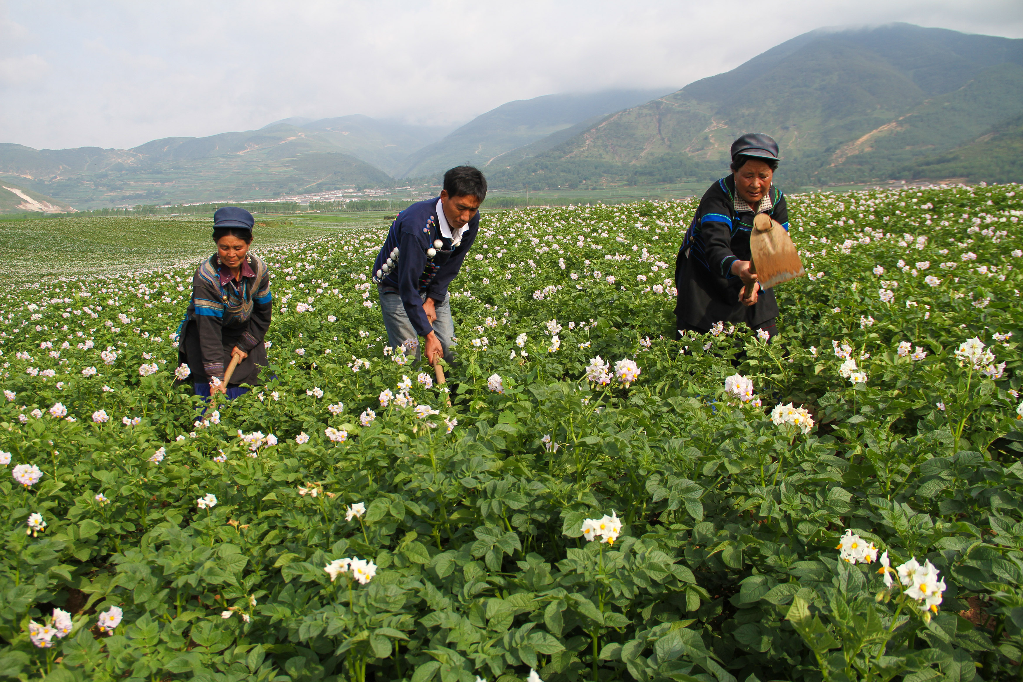 目前,凉山已建成全国优质烤烟综合标准化示范州和最大的苦荞麦