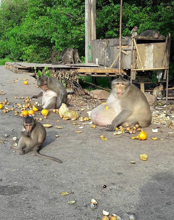 泰国猴子胖成猪已无法上树 疑游客投食过度（图） - 5