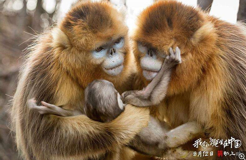 四川白河自然保护区升国家级 属世界最大川金