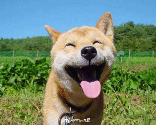 还记得这张柴犬表情包吗?柴犬北登去世