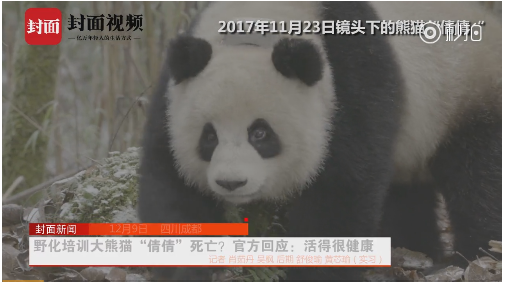成都大熊猫繁育研究基地深夜辟谣:网传"虐待大熊猫"与事实严重不符