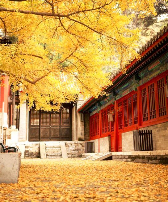 北京的秋天,美在万寿寺的红砖绿瓦,老树黄叶.