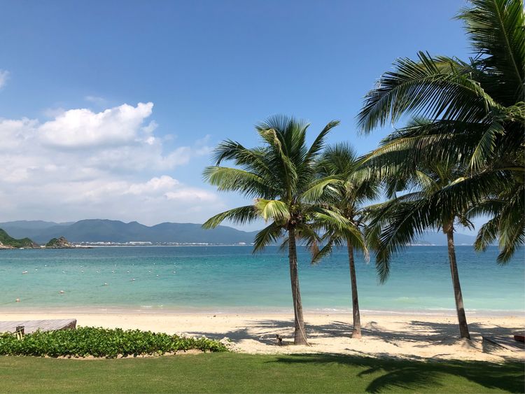 海南的椰子树