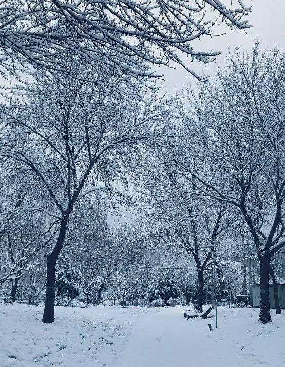 这两天 全国很多城市 都喜提新年初雪 有晒雪人的 可以说是冬季里最