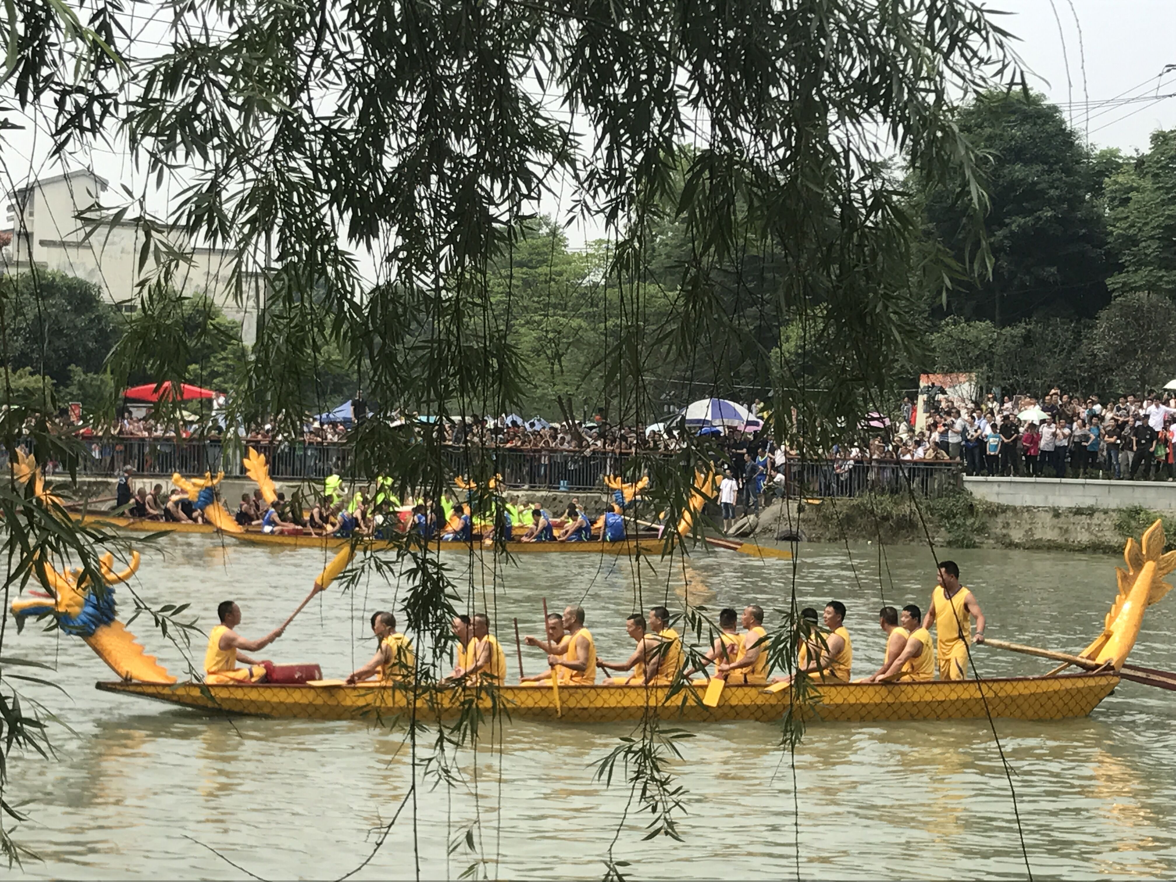 抢鸭子赛龙舟 今天成都10万人聚在郫都三道堰