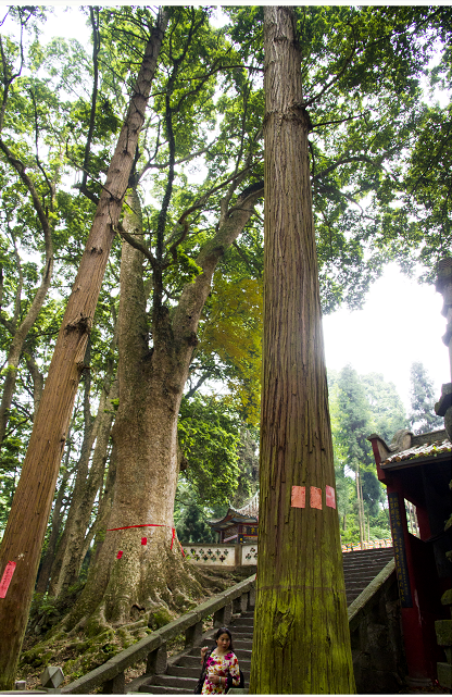 华西坝 荥经云峰寺 36米高古桢楠傲立大西南