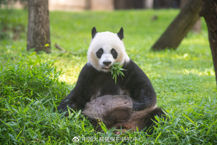 踱步源于时差 产房模拟树洞 中国大熊猫保护研究中心通报大熊猫"美香"