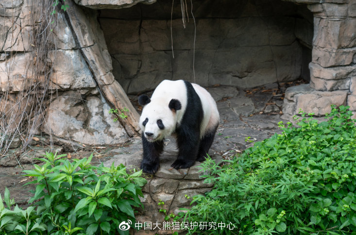 大熊猫"添添"图据中国大熊猫保护研究中心微博