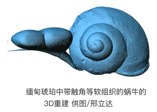 一眼亿万年 白垩纪带触角蜗牛琥珀被发现