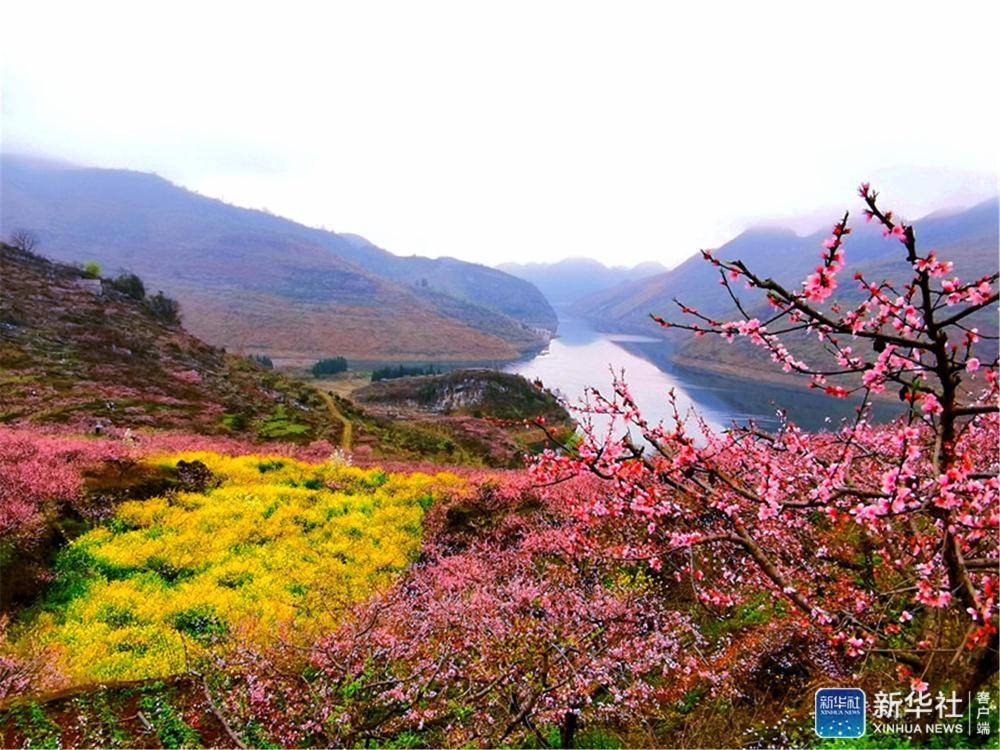 阳春三月安顺普定桃花岛邀您来赏花