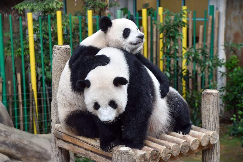 马来西亚国家动物园重开在即大熊猫幼崽成为新亮点