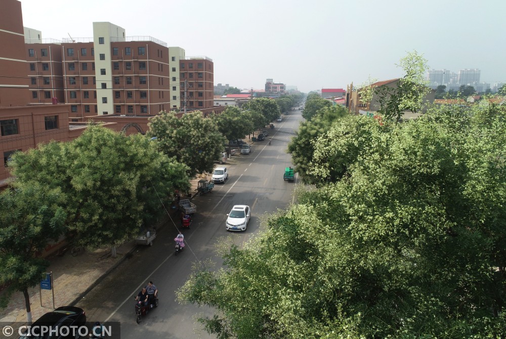 2020年7月21日,河北省邢台市平乡县振兴大街两侧种植的槐树开满鲜花