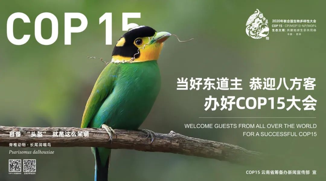 cop15昆明这组绝美海报亮相央视黄金时段你看到了吗