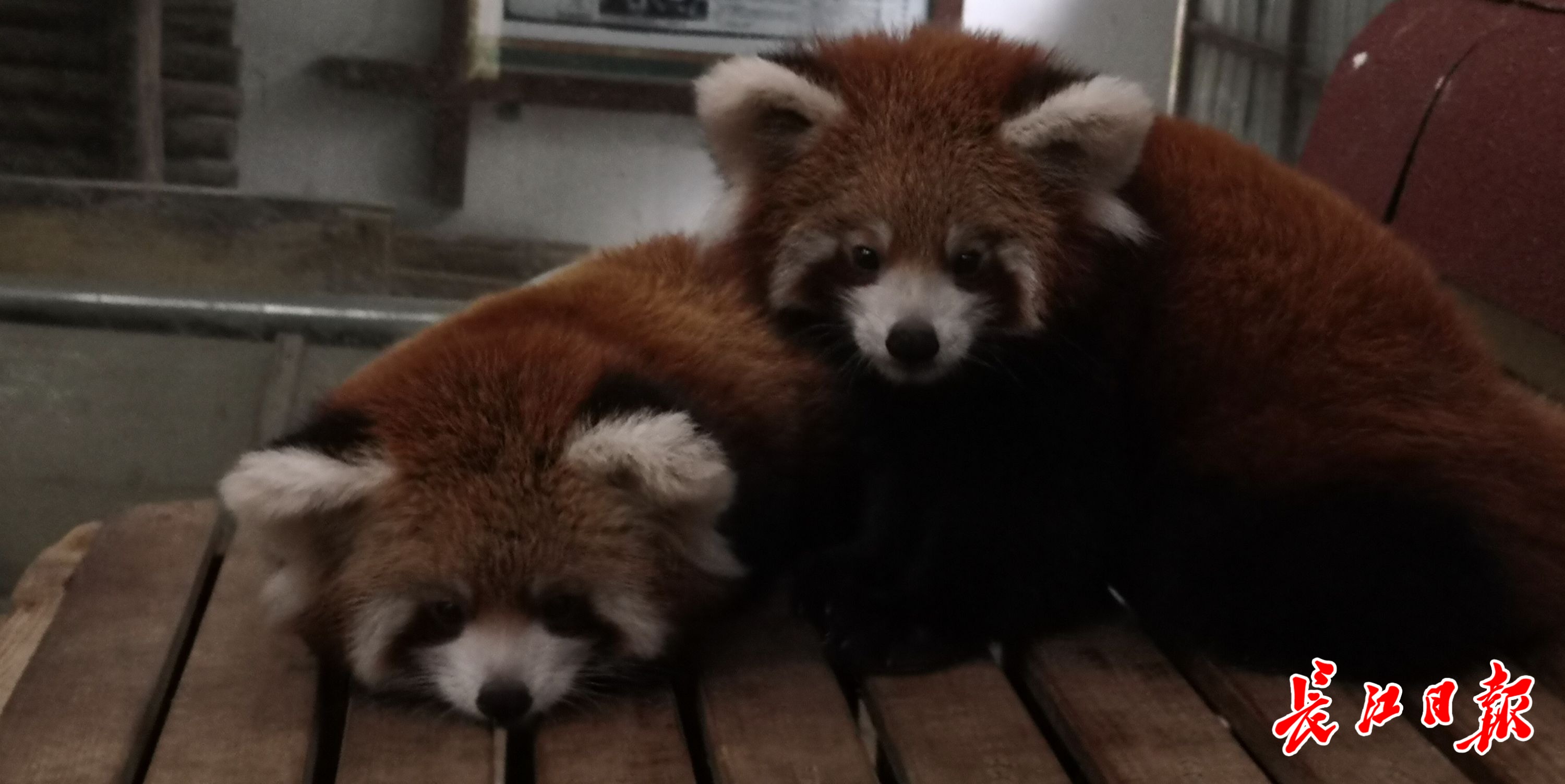 首次成功繁育!国庆节去武汉动物园看小熊猫双胞胎