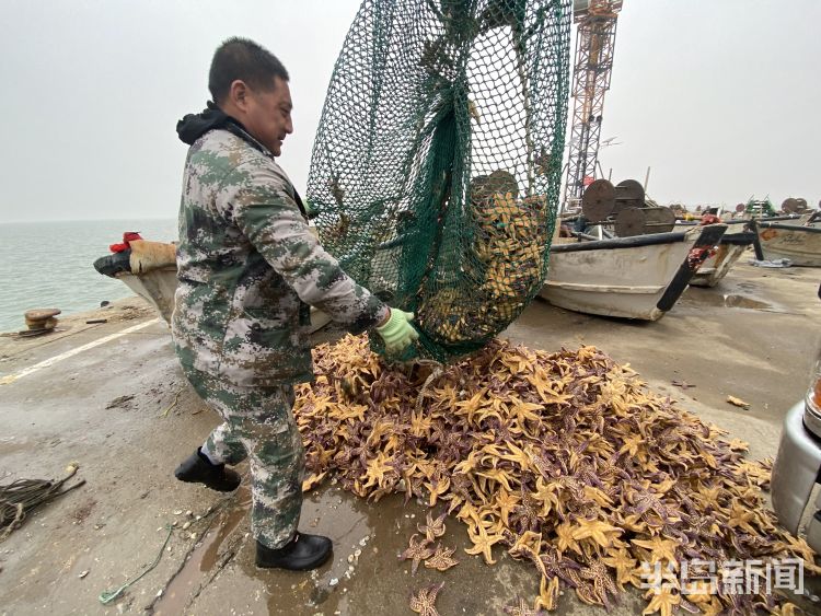 胶州湾红岛附近海星泛滥吞食蛤蜊海蛎子 网友纷纷请求