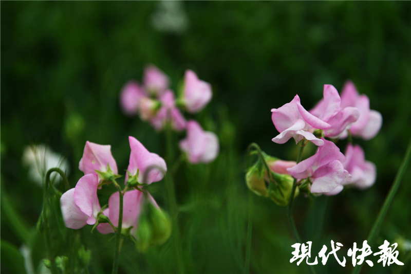 豌豆花香豌豆盛开了一个为吃货而生一个极美却有毒