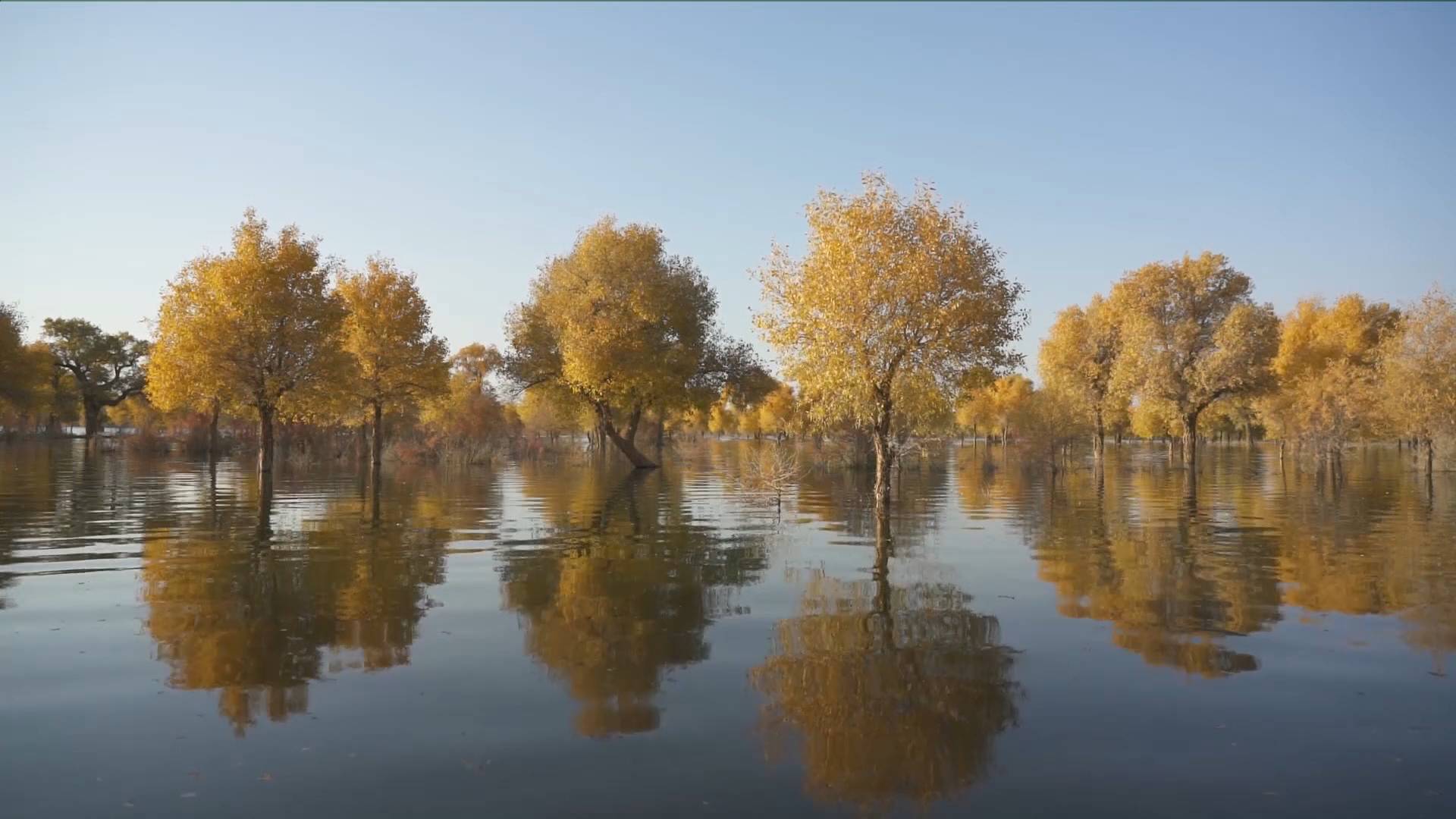 州尉犁县西南处的罗布淖尔国家湿地公园,塔里木河在胡杨林里穿流而过