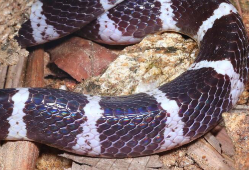 强行科普白娘子转世科研人员在云南发现一剧毒蛇新种素贞环蛇