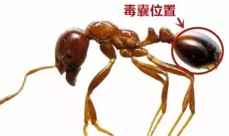小心红火蚁!被咬到或休克致死!福州市政府发布