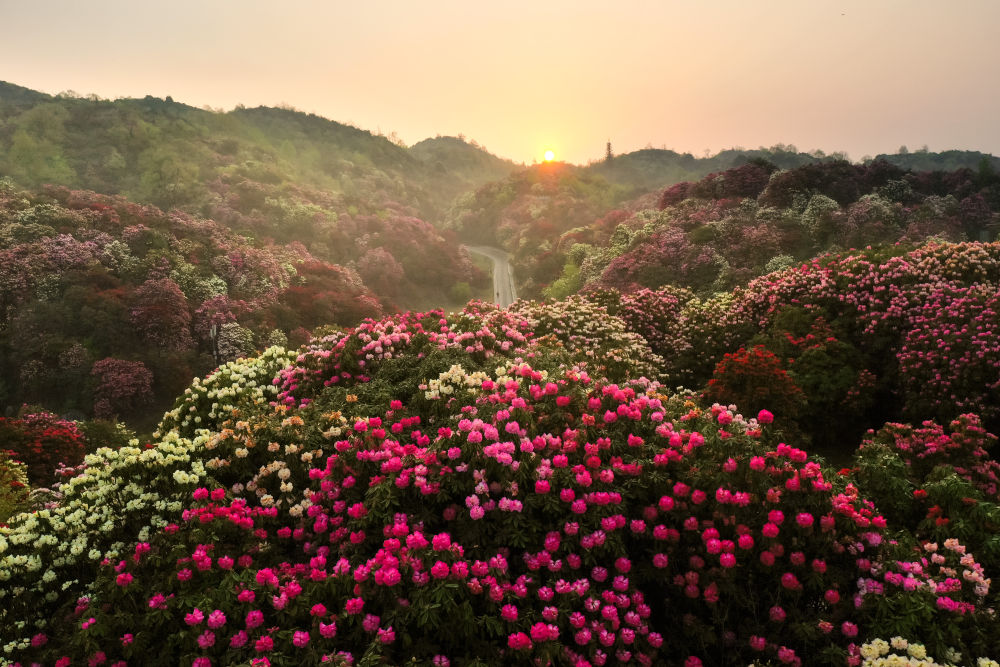 连日来,贵州省毕节市百里杜鹃景区天气晴好,绵延百里的杜鹃花尽情
