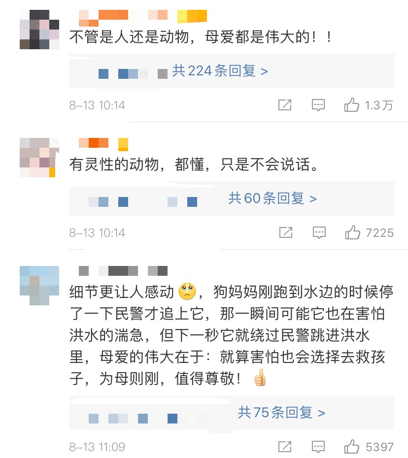 狗妈妈看哭全国网友救回宝宝后路人鼓掌欢呼