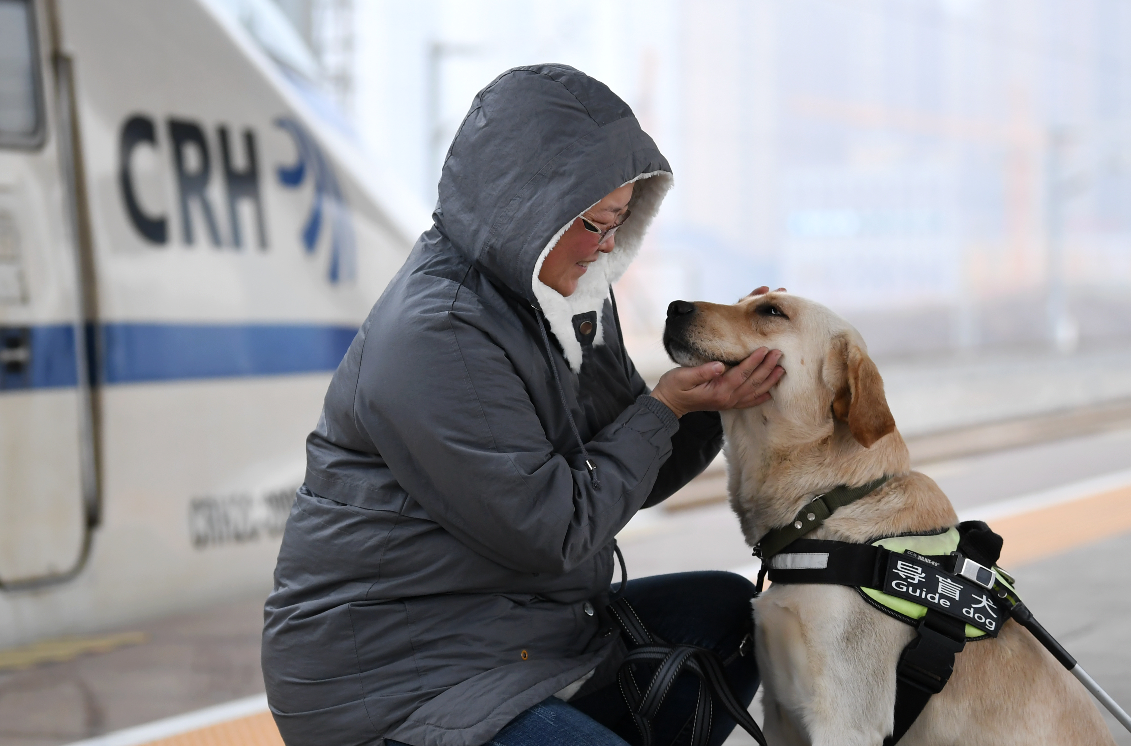 导盲犬乘高铁体验春运