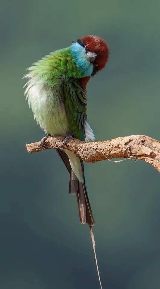 栗色背头 黑眼线,它被称为"中国最美小鸟"