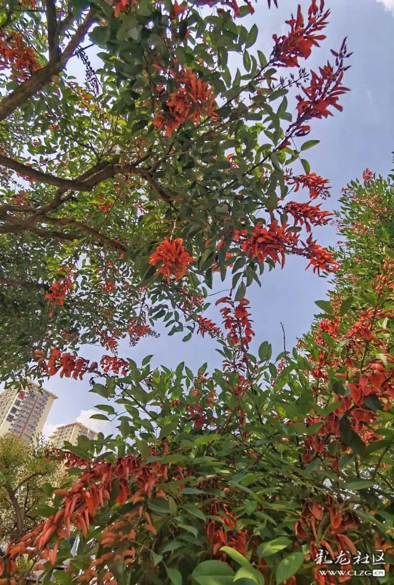 走到昆明这两条路上看鸡冠刺桐花