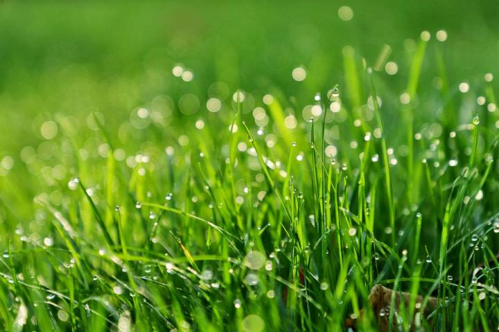 每日一图青草雨露