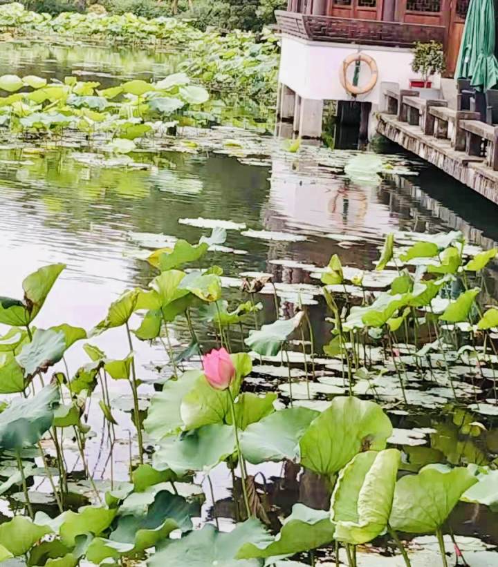 今年西湖边第一朵荷花开啦7月后曲院风荷进入盛花期