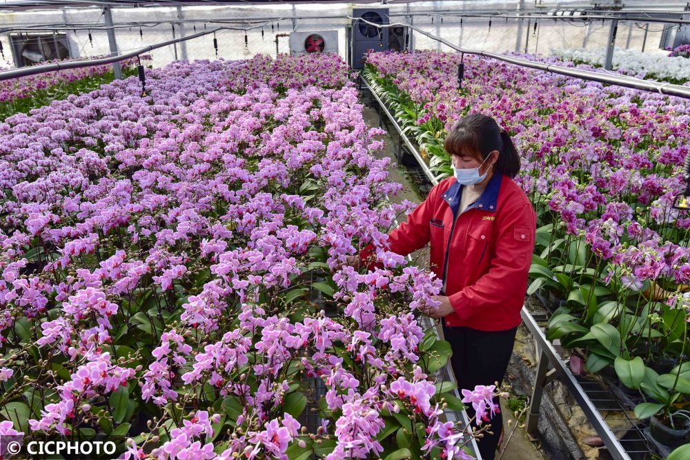 2021年11月22日,农民在山东省青州市黄楼街道一处花卉种植基地给