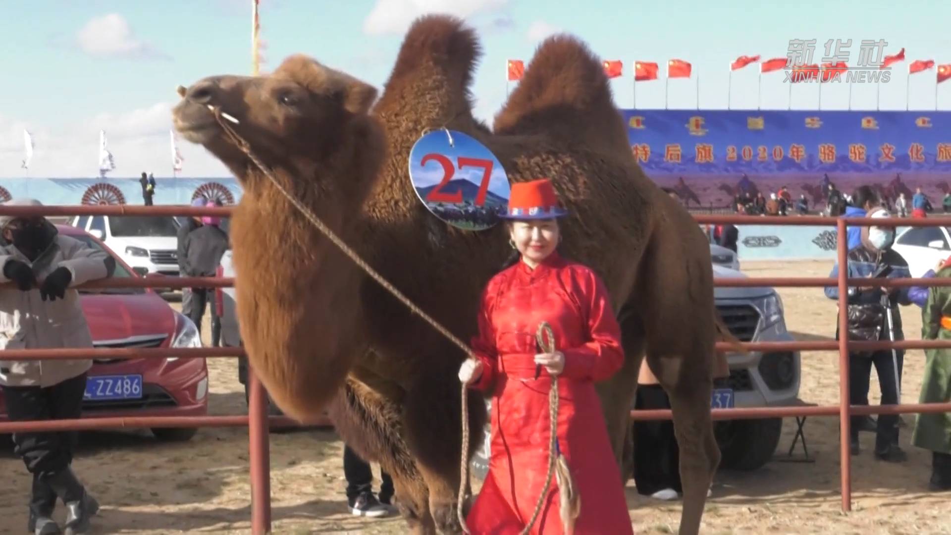 (美丽中国)我的祖国|内蒙古乌拉特草原的骆驼选美大赛