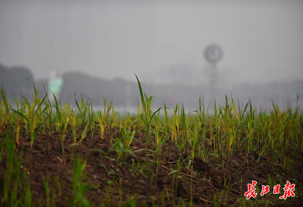 春雨润江滩蒌蒿满地芦芽短图集