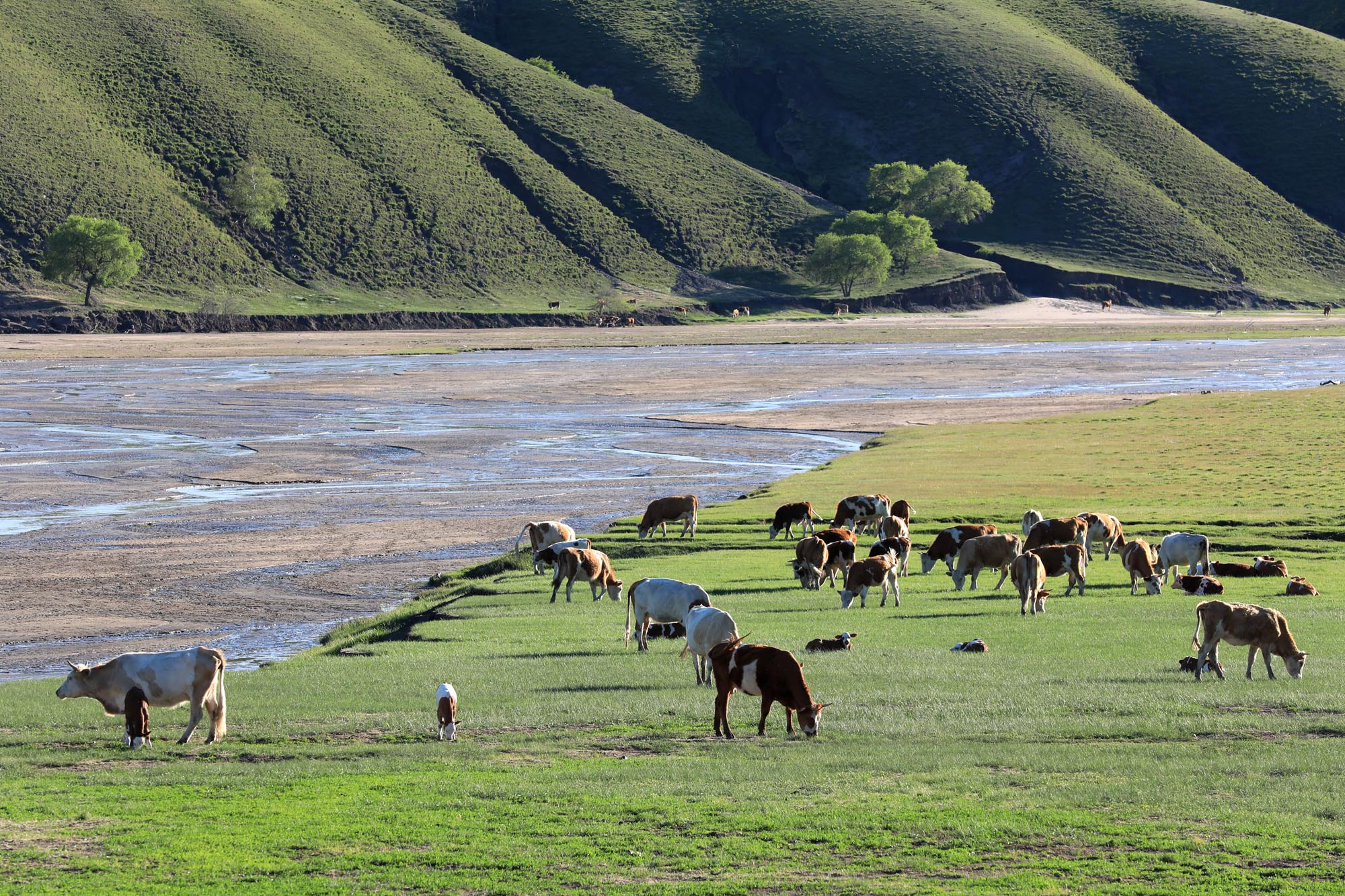 中国重要草原游牧区千余户牧民踏上夏季转场之旅