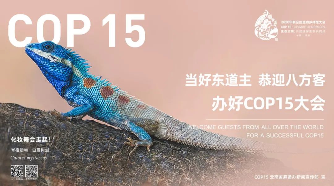 cop15昆明这组绝美海报亮相央视黄金时段你看到了吗