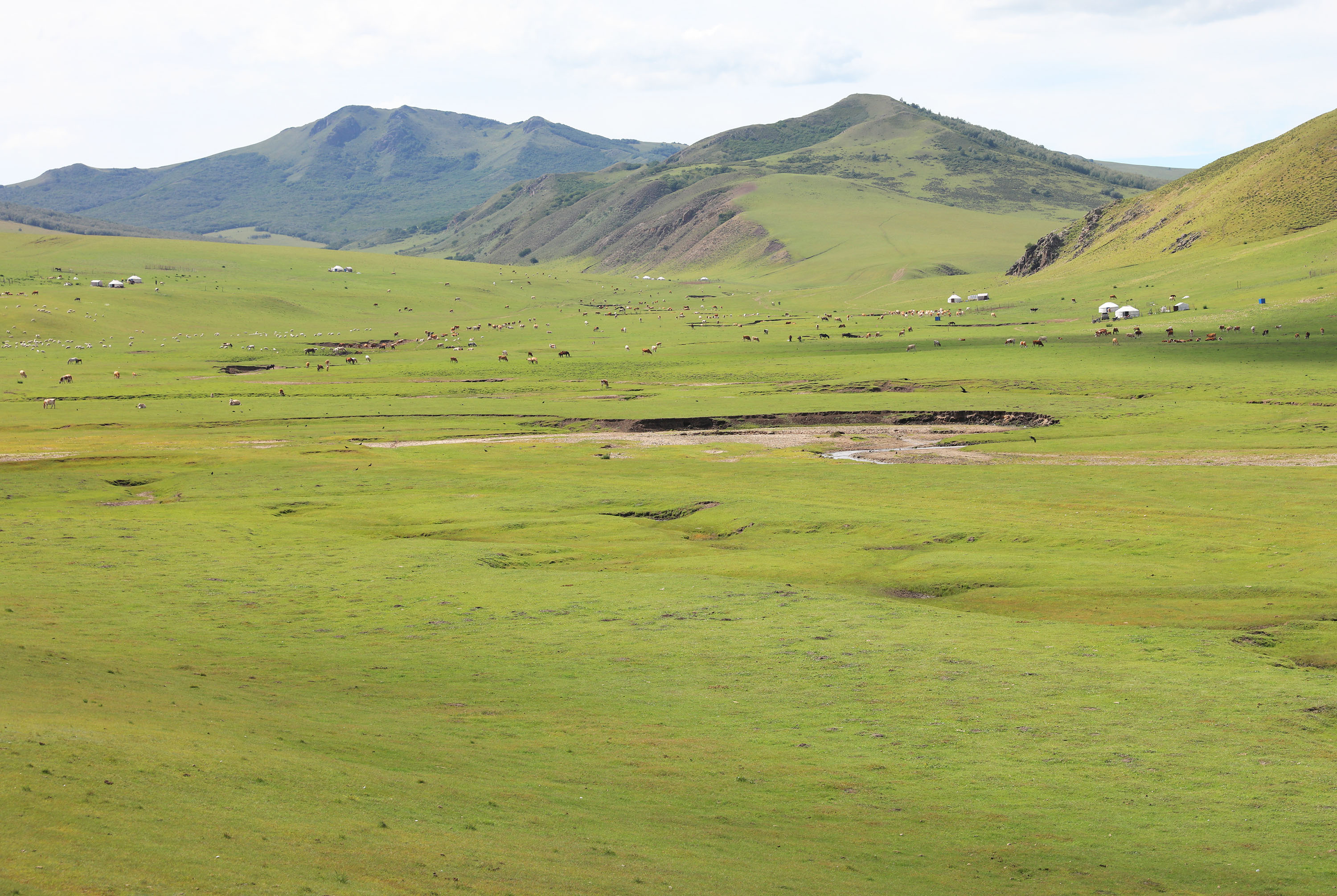 (新华社记者李云平 摄)目前,内蒙古已将重度退化沙化草原,不适宜放牧