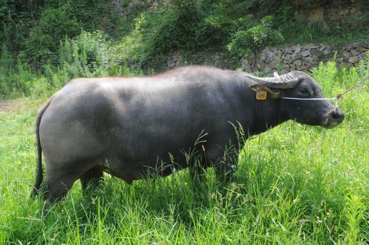 牛年话牛浙江这种牛产的奶曾享誉全球它叫温州水牛已经越来越少