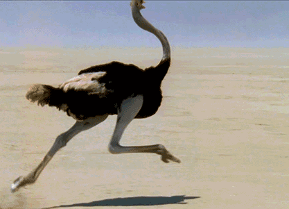 现今世界上最大的鸟要数鸵鸟了,由于长期的演化,这种鸟的翅膀退化