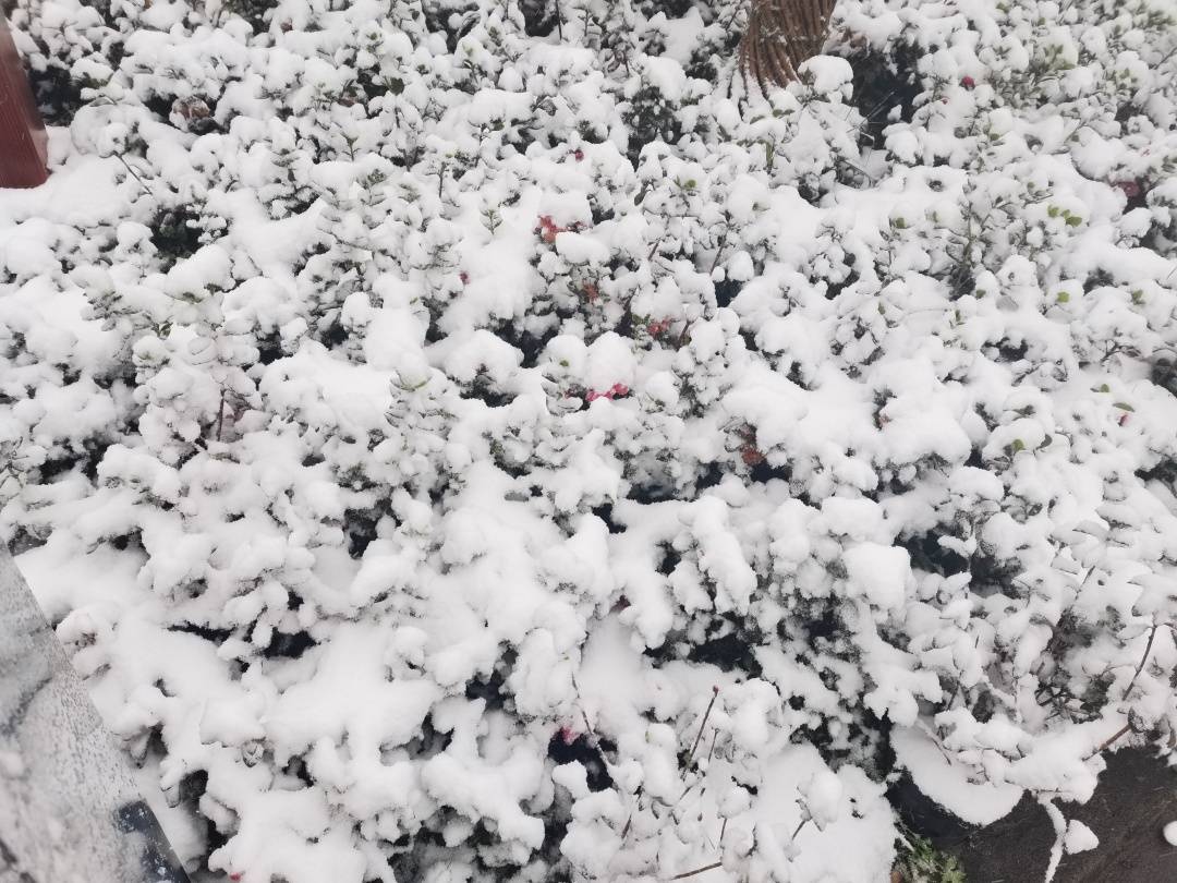 白雪皑皑银装素裹洪雅多地下雪实景图来啦