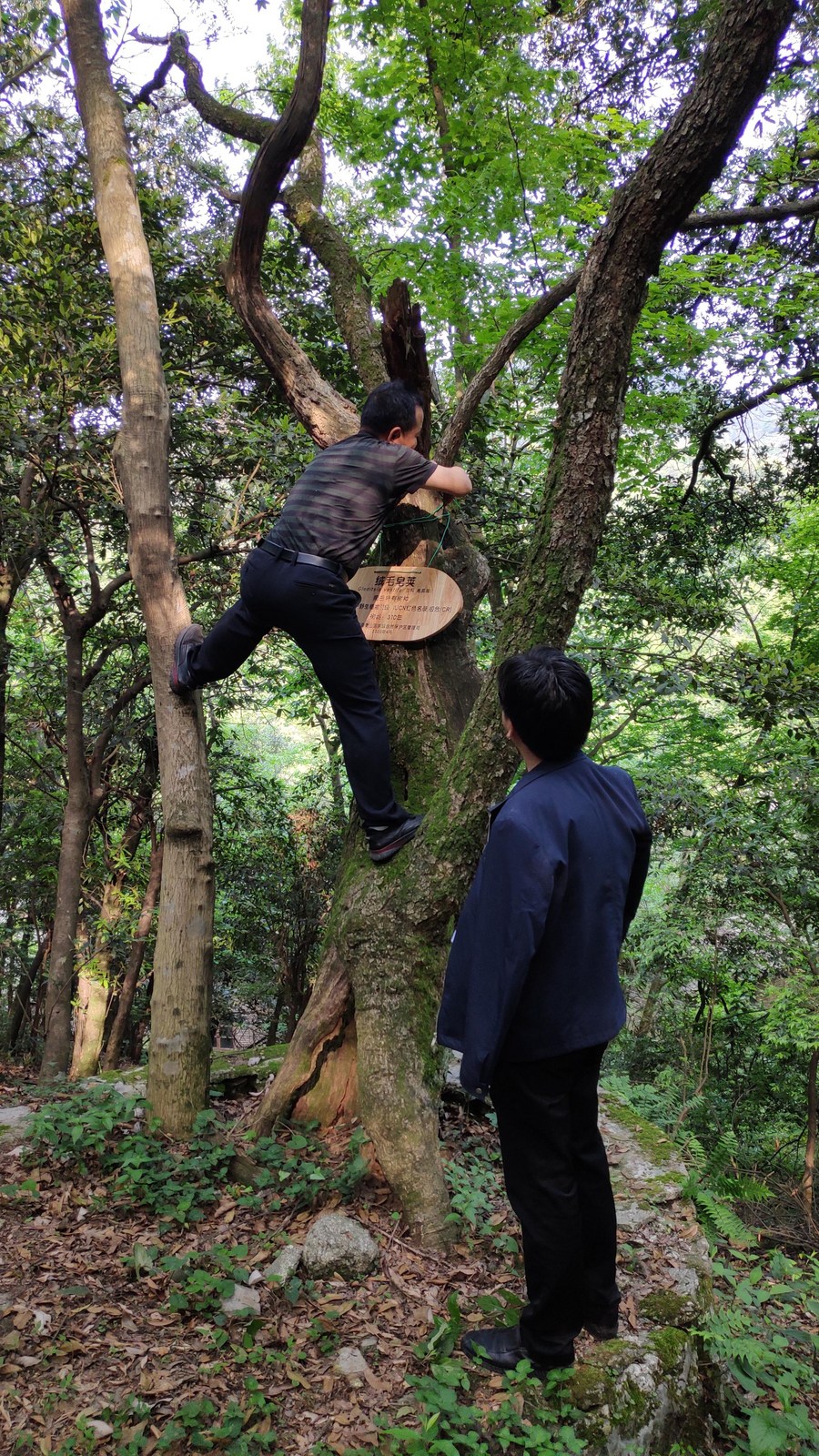 中国南岳衡山多举措保护全球仅存的6株野生绒毛皂荚