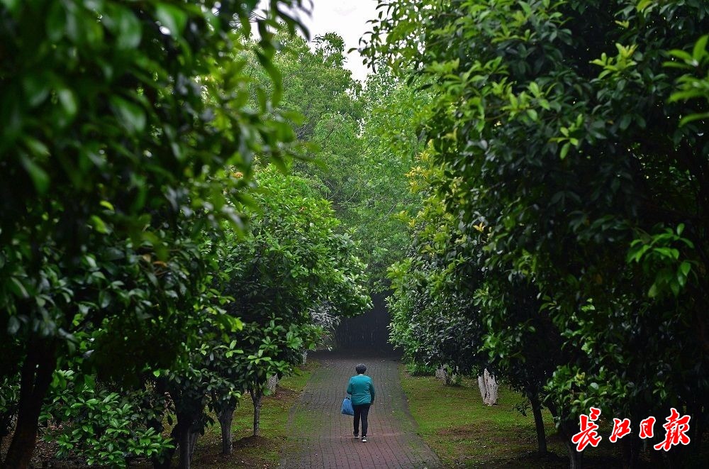 朝雨浥轻尘青青树色新行摄武汉