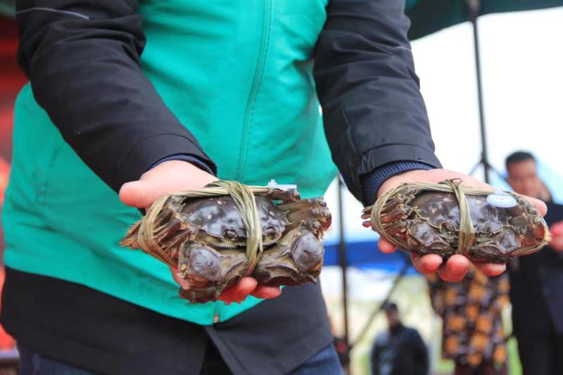 最近,建湖县九龙口大闸蟹拿下上海近亿元大单后,下一步计划在上海开设